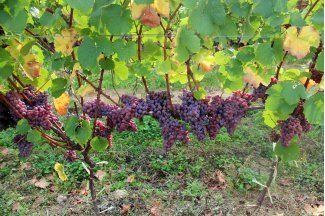 vino